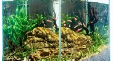 Как да приготвите водоснабдяване за аквариум